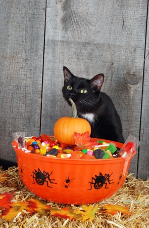 halloween candy and black catの写真素材