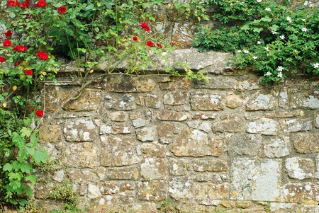 roses on a stone wallの写真素材