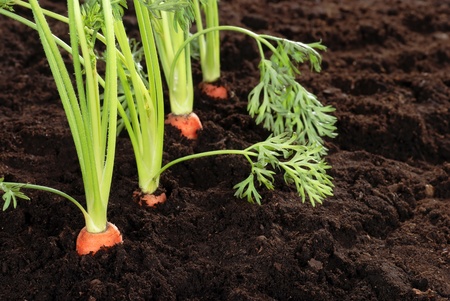 Fresh garden carrots shallow DOFの写真素材