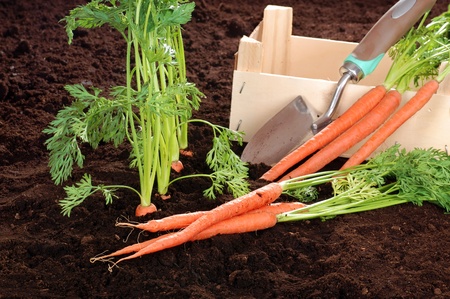 Fresh picked garden carrots with wood boxの写真素材