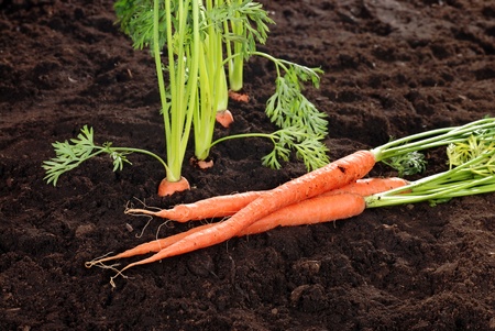 Garden carrotsの写真素材