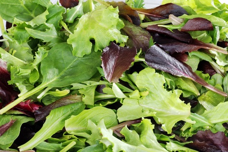 Mixed greens lettuce backgroundの写真素材