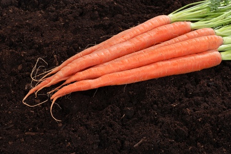 Fresh picked carrotsの写真素材