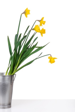 daffodils in a metal bucketの写真素材