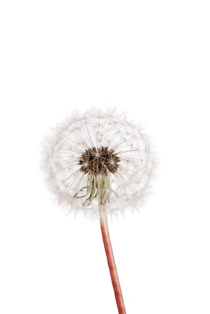 dandelion seedsの写真素材