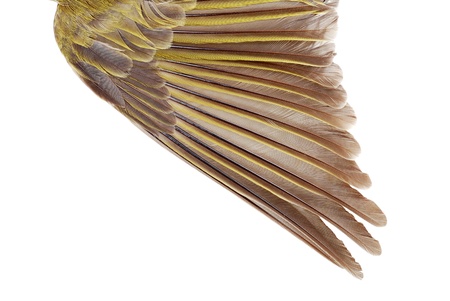 Closeup female gold finch wingの写真素材