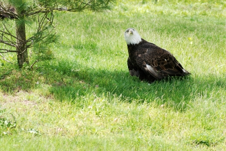 Injured American bald eagleの写真素材