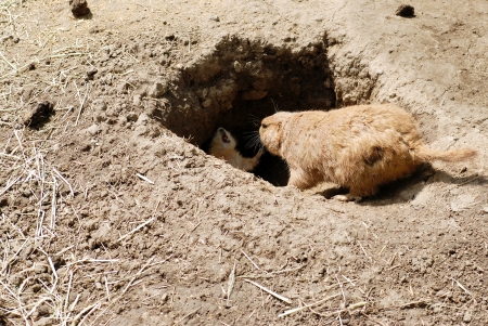 Mother and baby prairie dog by denの写真素材