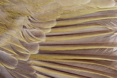 Macro bird feathersの写真素材