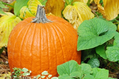 closeup pumpkin with plantsの写真素材