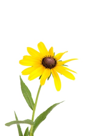 Isolated black eyed susan flowerの写真素材