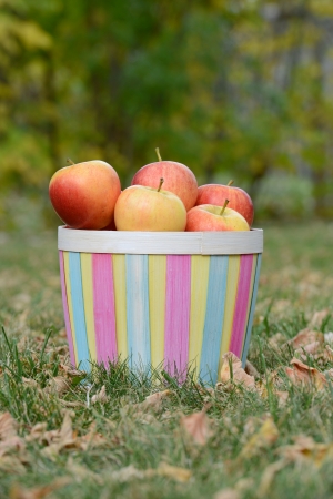 Apples in a colorful basketの写真素材