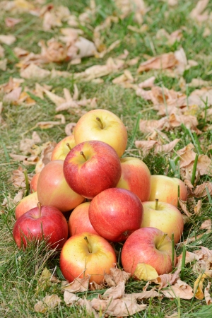 Apples in the autumn timeの写真素材