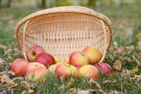 spilled apples shallow DOFの写真素材