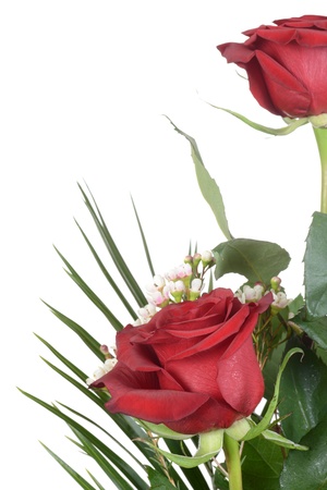 Red roseの写真素材