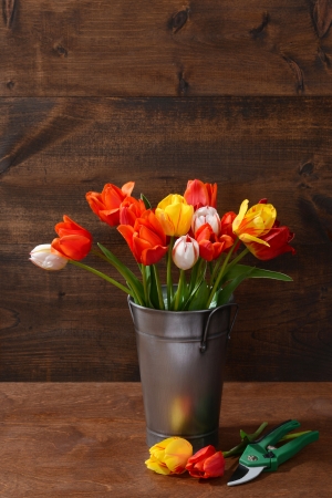 tulips in metal bucket with clippersの写真素材