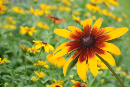 macro black eyed susan daisy flowerの写真素材