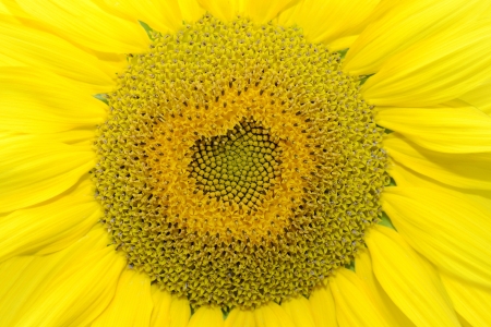 sunflower with heart shapeの写真素材