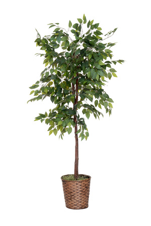 isolated fake treeの写真素材