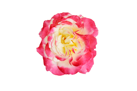 top view Double Delight Hybrid Tea Roseの写真素材