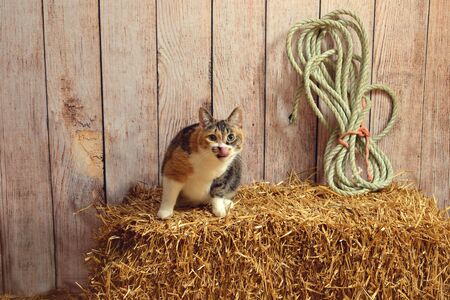 cat on hay bale with tongue sticking outの写真素材
