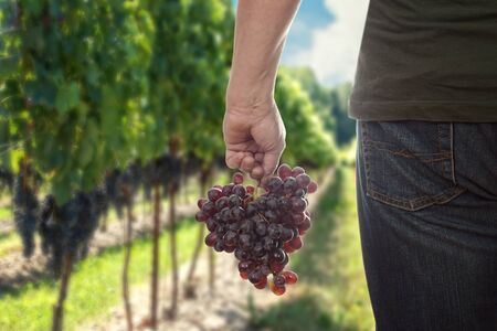 man holding fresh picked red seedless grapesの写真素材