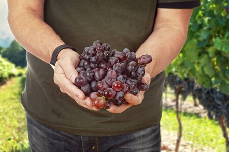 man holding red grapes in vineyardの写真素材