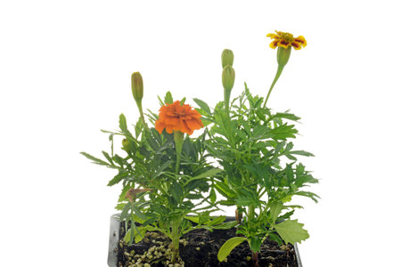 closeup of marigold little hero mix flowersの写真素材