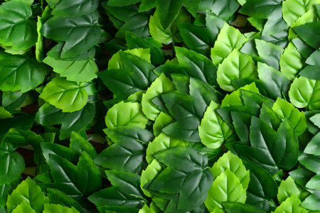 striped maple leaves making a backgroundの写真素材