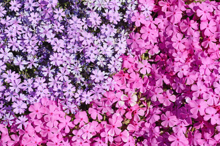 pink and purple Creeping Phlox subulata moss making backgroundの写真素材