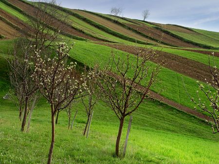 Field with Fruit Trees at Spring Seasonの写真素材