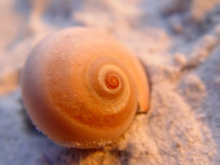 Sea shell on the sandy beach