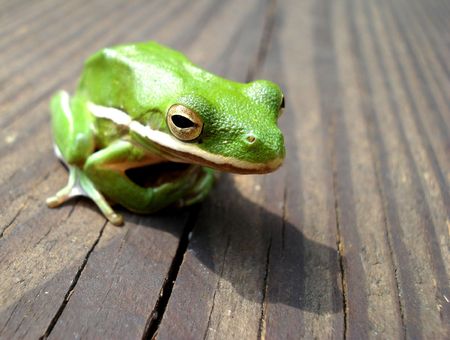 Green Tree Frog on Wooden Deckの写真素材