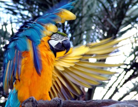 Blue Yellow Macaw Parrotの写真素材