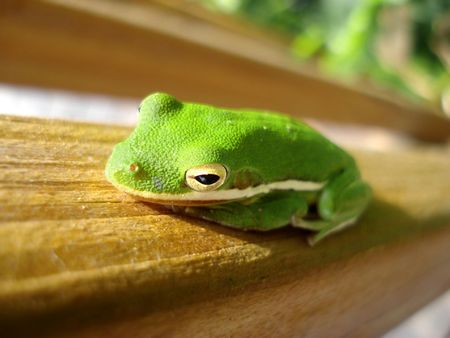Green Tree Frog on Wooden Deckの写真素材