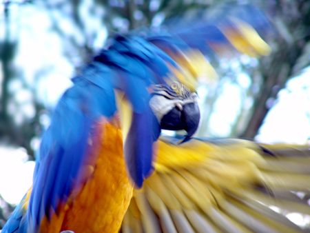 Yellow Blue Macaw Parrot in Actionの写真素材