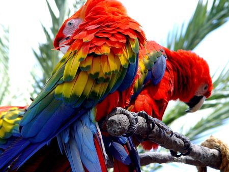 Shy Red Macaw Tropical Parrots in Foridaの写真素材