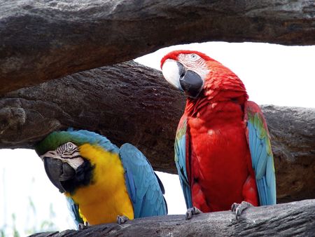 Red Lorikeet and Yellow Macaw Tropical Parrots Forida