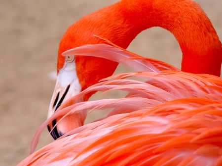 Red Flamingo detailの写真素材