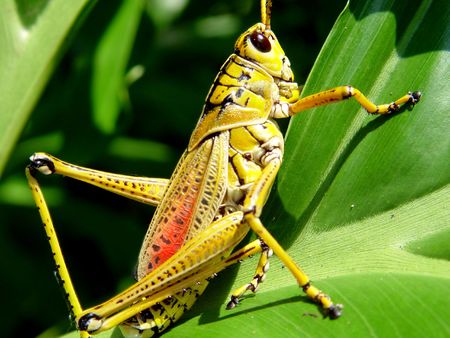 Sitting Grasshopper on the green leafの写真素材