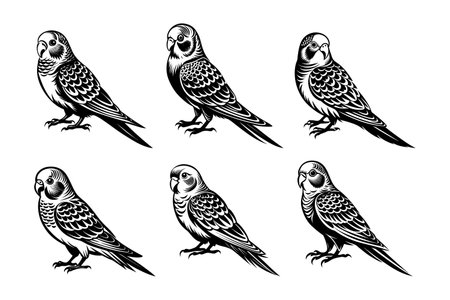 Budgerigar set. Black and white vector illustration.のイラスト素材