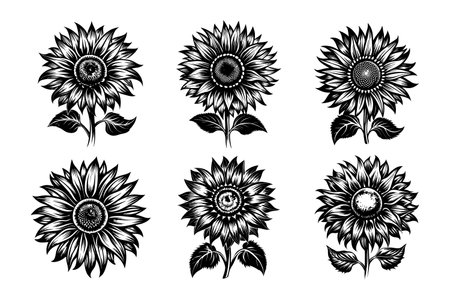 Set of sunflowers isolated on white background. Vector illustration.のイラスト素材