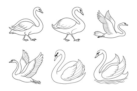 Swan icon set. Vector illustration of swans isolated on white background.のイラスト素材