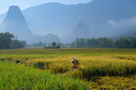 Ba Be Lakes / Vietnam, 04/11/2017: Traditional Vietnamese woman with conical hat harvesting rice in front of mist covered karst mountains during sunrise in the North Vietnamese region of Ba Be lakes.のeditorial素材