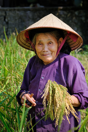 Ba Be Lakes / Vietnam, 02/11/2017: Smiling local Vietnamese woman with conical hat harvesting rice in a field.のeditorial素材