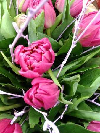 bouqet bright pink tulips in green leavesの写真素材