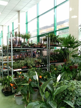 racks with potted plants in the greenhouseの写真素材