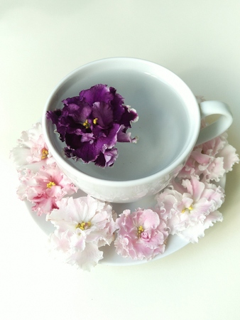 purple violet floats in a glass of clean water. around on a saucer floral lace. composition on a white background in the center of the image. top view, flat layout.の写真素材