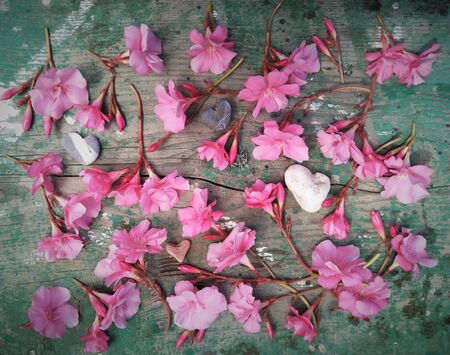 flat layout, top view, delicate light pink oleander flowers randomly laid out on a wooden natural...