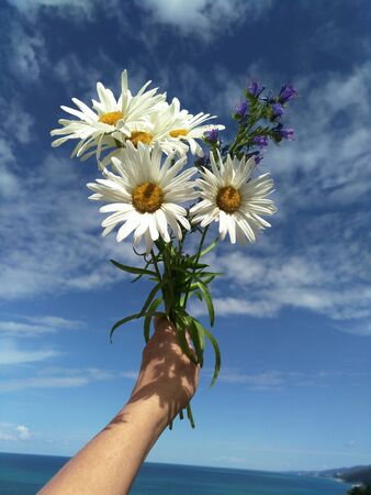 a bouquet of white daisies against a sky with white clouds. Daisy a symbol of love, family, loyalty. family day, July 8, guessing on the Daisy, leucanthemumの写真素材